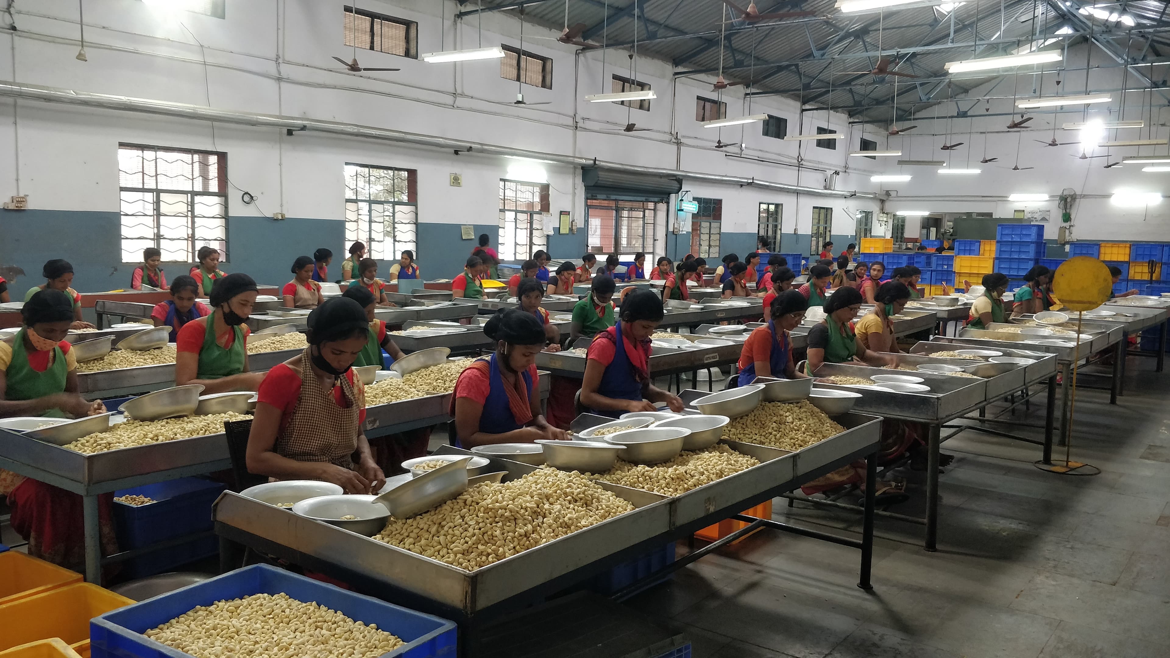 Premium cashew processing and quality-focused operations